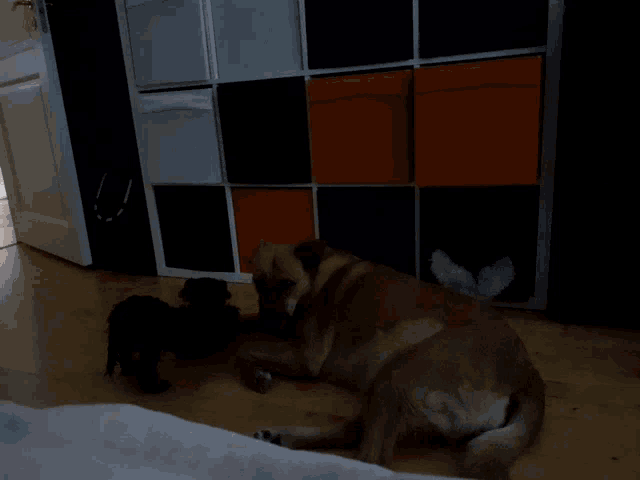 a dog is laying on the floor next to a black puppy