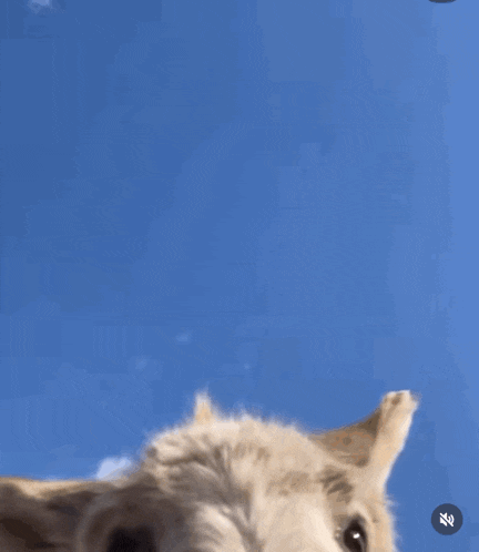 a close up of a donkey 's nose with a blue sky behind it