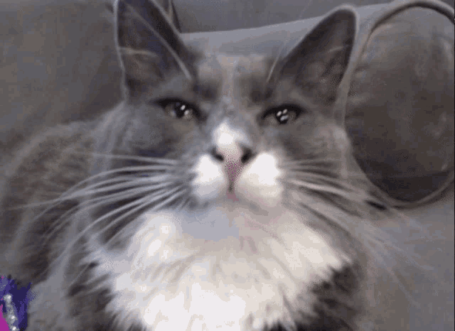a gray and white cat with a pink nose