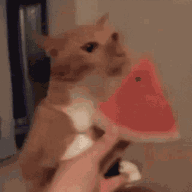 a cat eating a slice of watermelon from someone 's hand