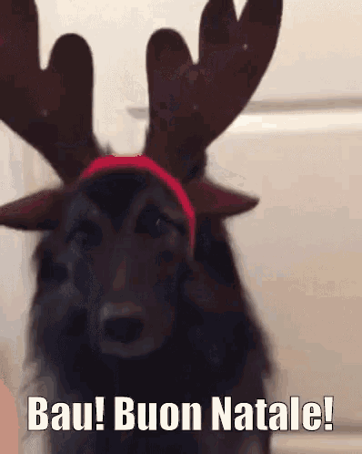 a dog wearing a reindeer headband with the words bau buon natale