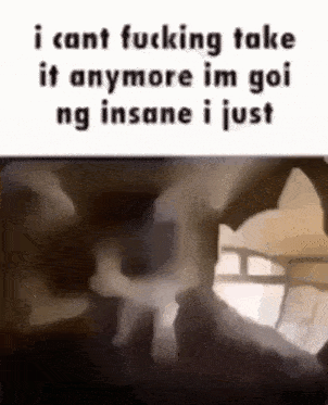 Silly Cat I Cant Take It Anymore GIF - Silly Cat I Cant Take It Anymore Im Going Insane GIFs