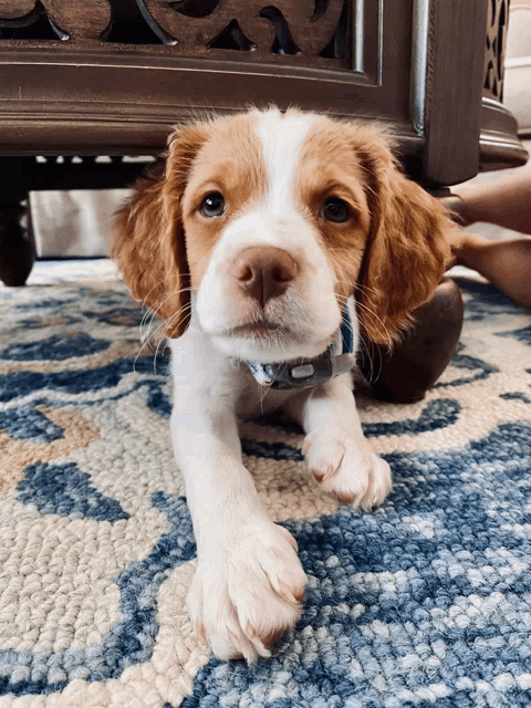 a brown and white puppy is laying on a blue rug