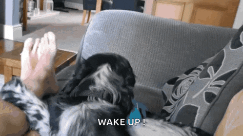a dog laying on a couch next to a person 's feet with the words wake up written on the bottom