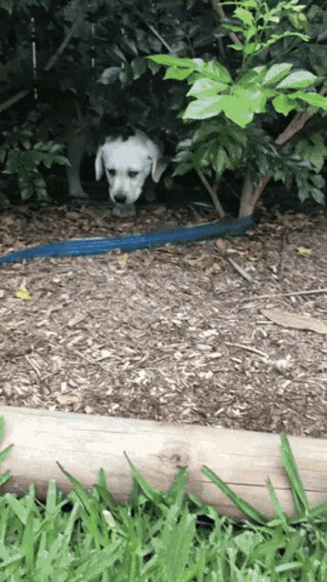 a white dog is hiding behind a bush in the dirt