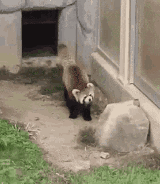 a red panda is standing on the ground near a window .