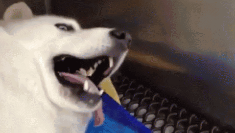 a white dog with its mouth open eating a piece of cheese