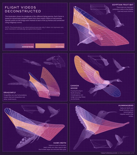 a poster showing different types of flying birds