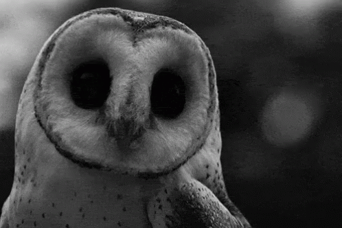 Owl Stare GIF - Owl Stare Blank Stare GIFs
