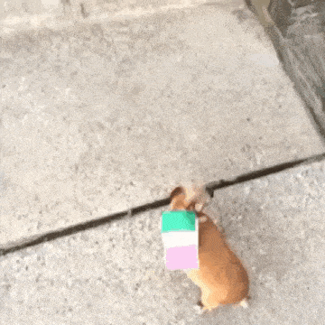 a dog is walking down a set of stairs while carrying a cardboard box on its back