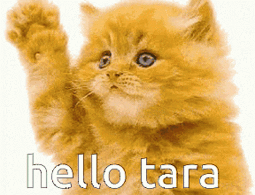 Hello Hello Tara GIF - Hello Hello Tara Hi Tara GIFs
