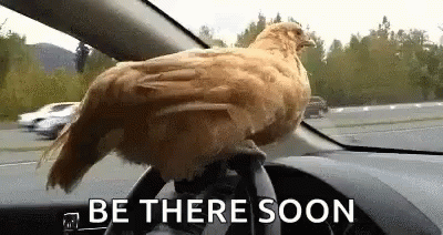 Traffic Chicken GIF