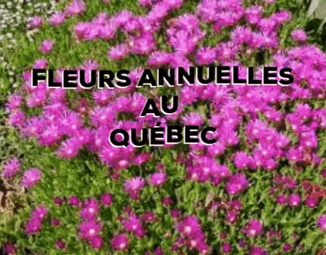 a bunch of purple flowers with the words fleurs annuelles au quebec in the background