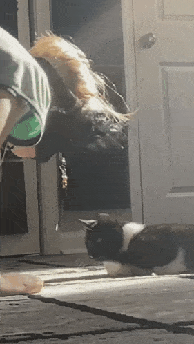 a black and white cat laying on the floor next to a person playing with a dog
