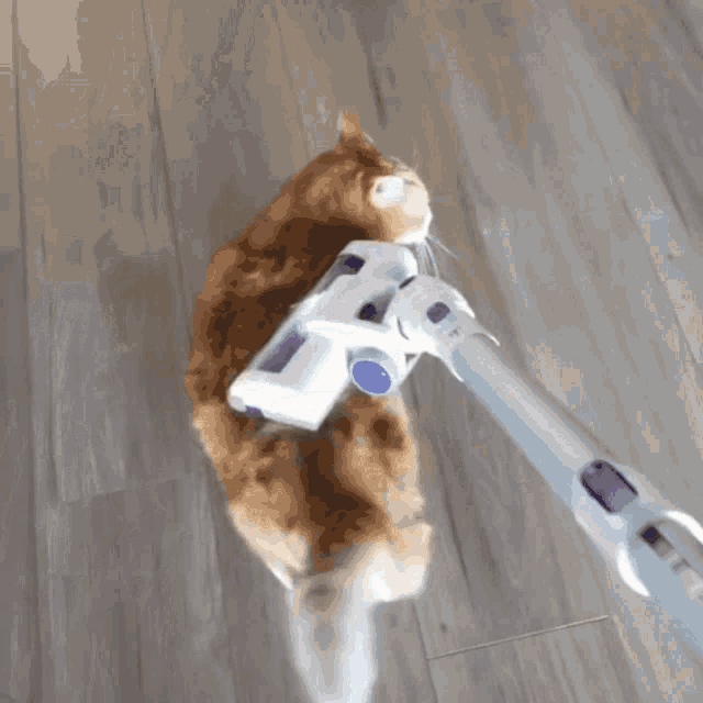 Cat Vacuum GIF - Cat Vacuum Vacuum Cat GIFs
