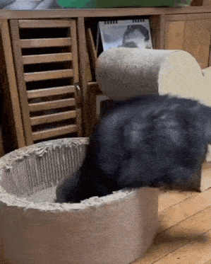 Cats Silly GIF - Cats Silly Breachforums GIFs