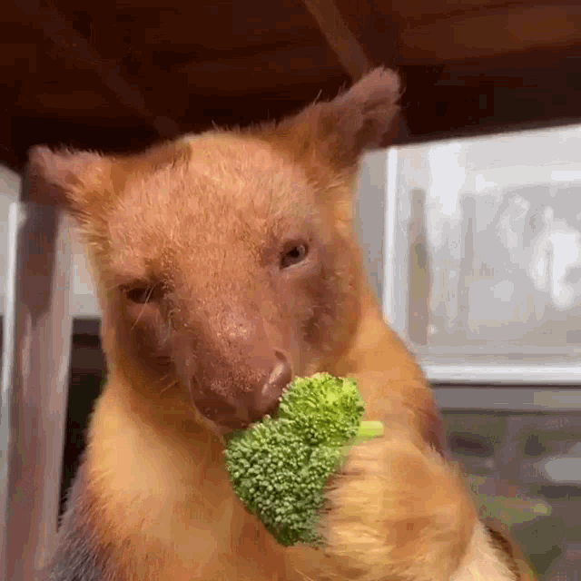 a brown bear is eating broccoli in front of a window .