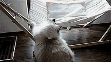 Can'T Even Be Lazy GIF - Cat Hammock Fail GIFs