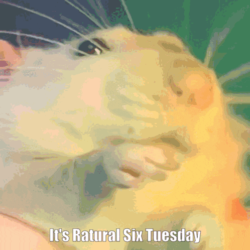 a close up of a cat with the words it 's natural six tuesday below it