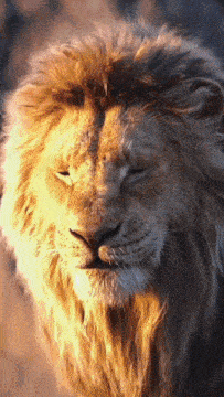 a close up of a lion sleeping with its eyes closed