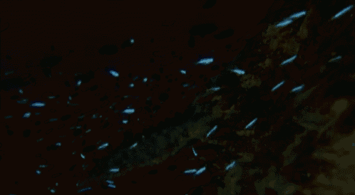 a bunch of small fish are swimming in a dark water