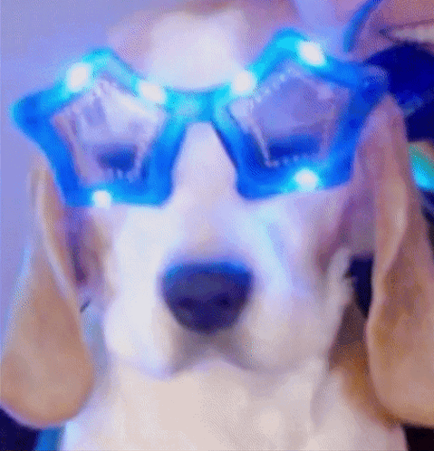 Elton Dog Elton John GIF - Elton Dog Elton John Dog GIFs