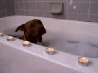 Bubble Bath Dog GIF - Bubble Bath Dog GIFs