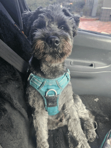 a small dog wearing a blue harness sits in a car