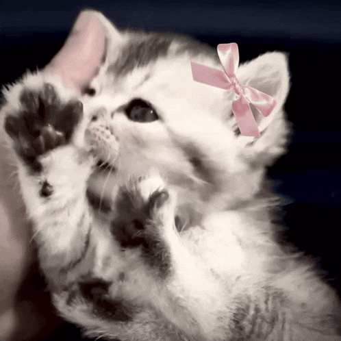a small kitten wearing a pink bow on its ear