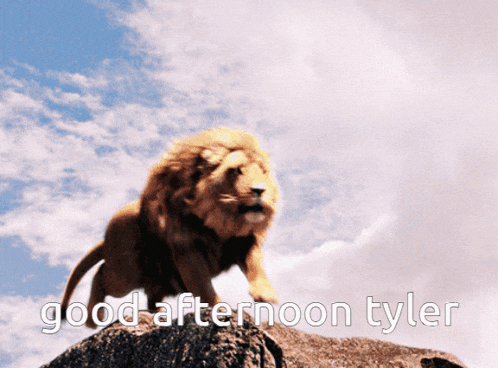 a picture of a lion on a rock with the words good afternoon tyler below it