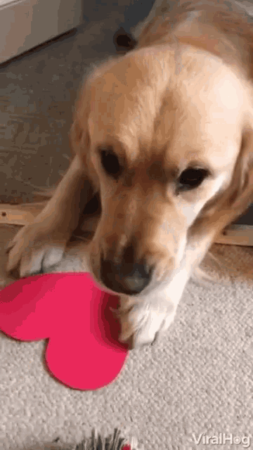 a dog is chewing on a red heart shaped object .