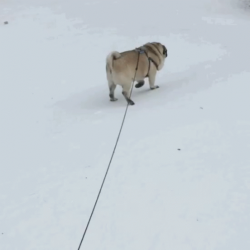 My Pug Boo Pug Life GIF - My Pug Boo Pug Life Snow GIFs