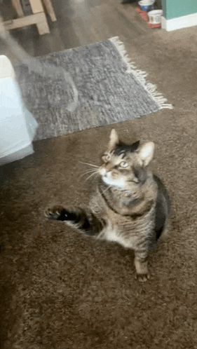a cat is standing on its hind legs on a carpet in a room .