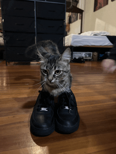 a cat sits on top of a pair of black shoes