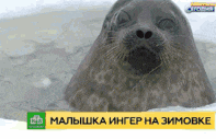 a seal is swimming in the water with a foreign language advertisement below it