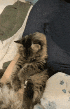a cat is laying on a person 's shoulder
