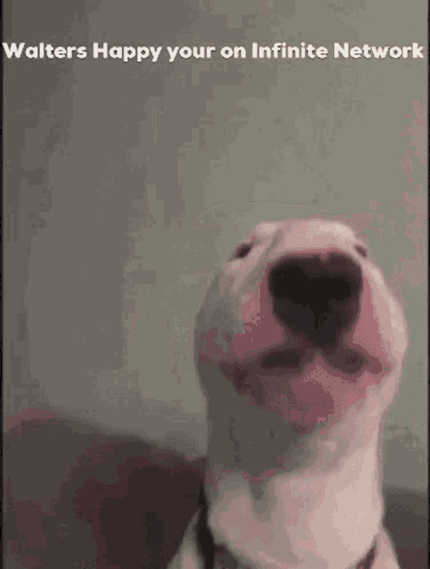 a white dog is smiling and looking at the camera with the words `` walters happy your on infinite network '' .