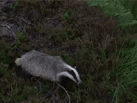 Badger Wtf Is Going On GIF - Badger Wtf Is Going On Im Out GIFs