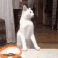 Cat GIF