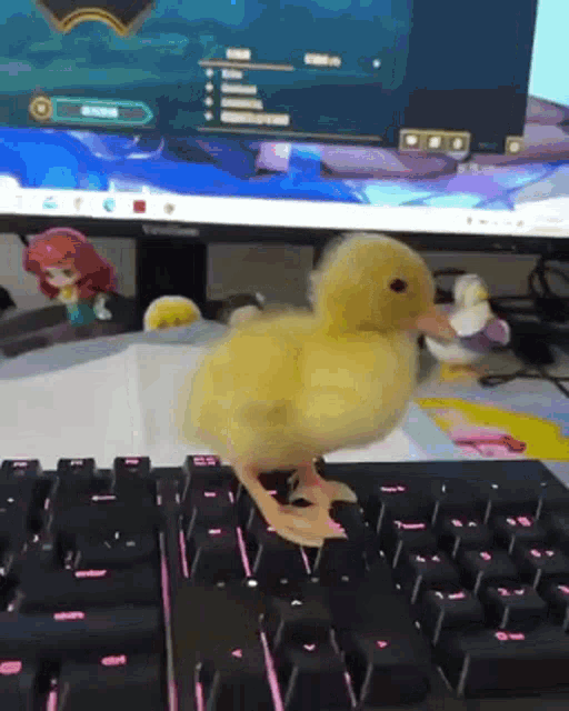 Duck Duckling GIF - Duck Duckling Duck Distracting GIFs