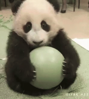 Panda Ball GIF - Panda Ball Mine GIFs