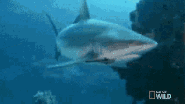 a shark is swimming in the ocean with a national geographic wild logo on the bottom