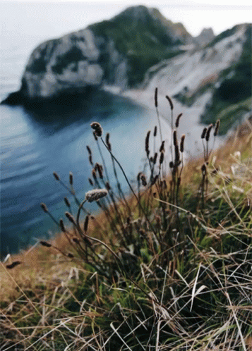 Rock Water GIF - Rock Water Grass GIFs