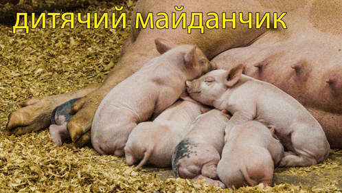 a group of pigs laying next to each other with the words " дитячий майданчик " on top