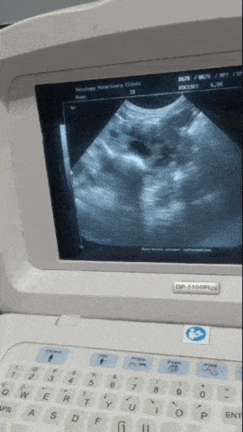 a veterinary clinic ultrasound machine displays a picture