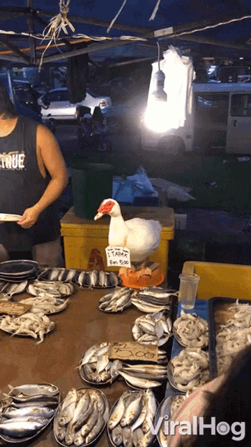 Selling Fish Vendor GIF - Selling Fish Vendor Duck GIFs