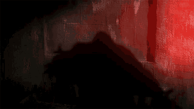 a shadow of a bat is cast against a red wall