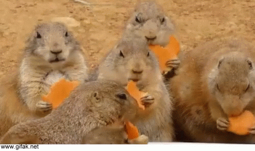 Carrot Nibble GIF - Carrot Nibble Rodents GIFs