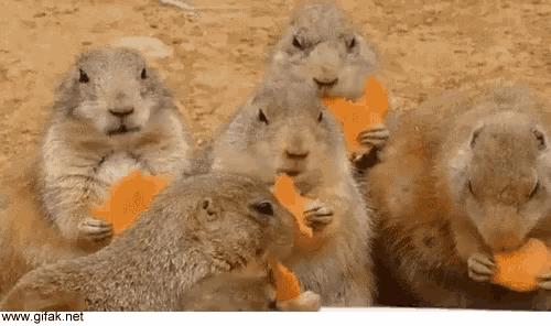 a group of squirrels are eating carrots together with the website www.gifak.net in the corner