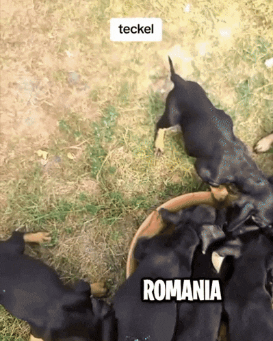 a group of black dogs are playing in the grass with the word romania on the bottom